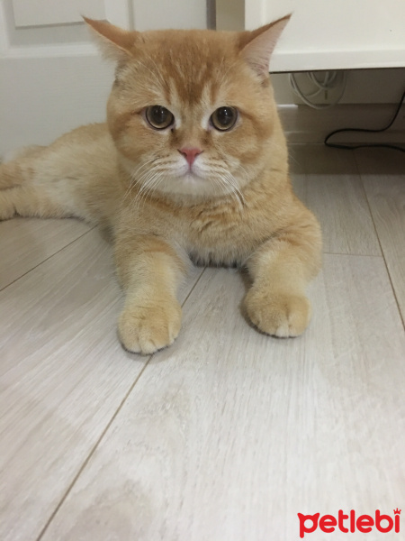 British Shorthair, Kedi  Tarçın fotoğrafı