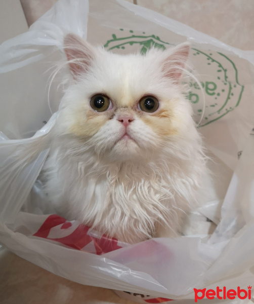İran Kedisi (Persian), Kedi  Sütlaç fotoğrafı