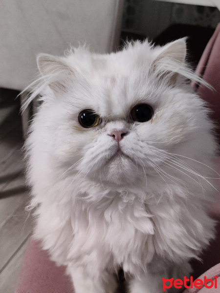İran Kedisi (Persian), Kedi  Sütlaç fotoğrafı
