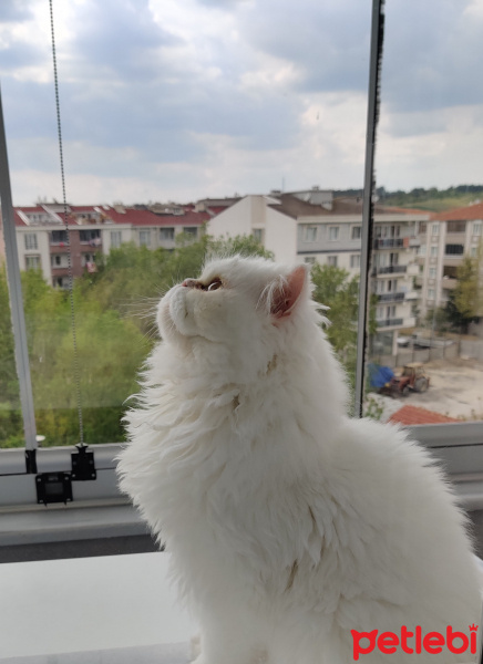 İran Kedisi (Persian), Kedi  Sütlaç fotoğrafı