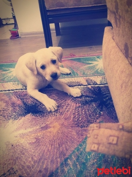 Labrador Retriever, Köpek  Ashe fotoğrafı