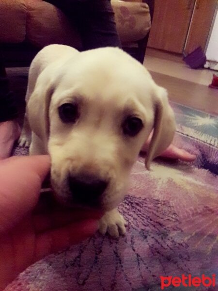 Labrador Retriever, Köpek  Ashe fotoğrafı