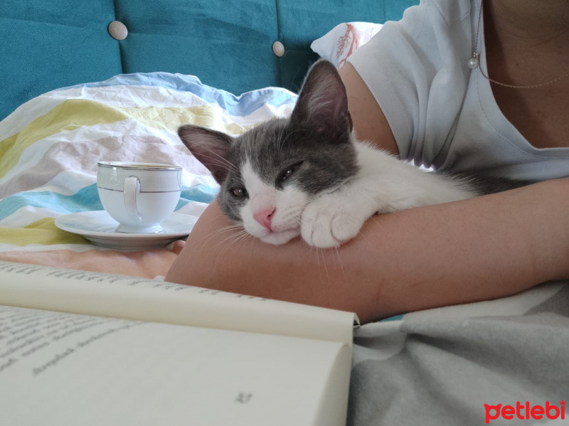 Tekir Kedi, Kedi  Leo fotoğrafı