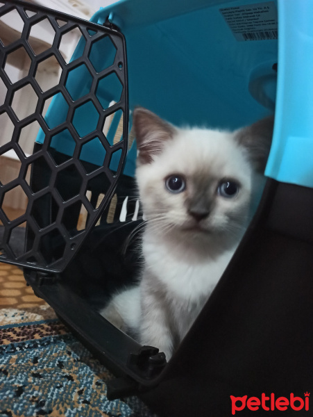 British Shorthair, Kedi  Tony Montana fotoğrafı