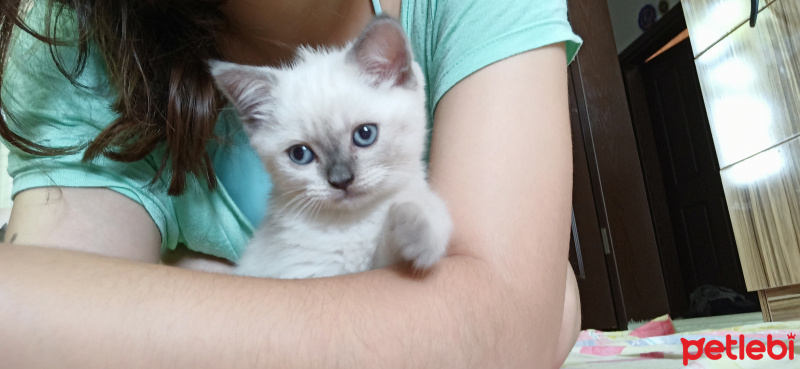 British Shorthair, Kedi  Tony Montana fotoğrafı