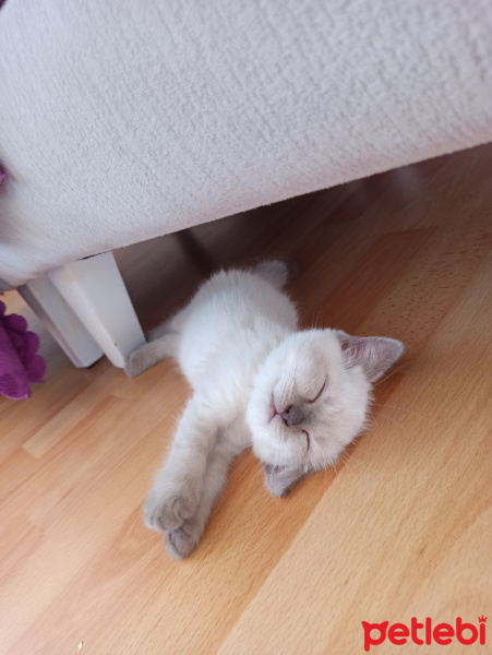 British Shorthair, Kedi  Tony Montana fotoğrafı