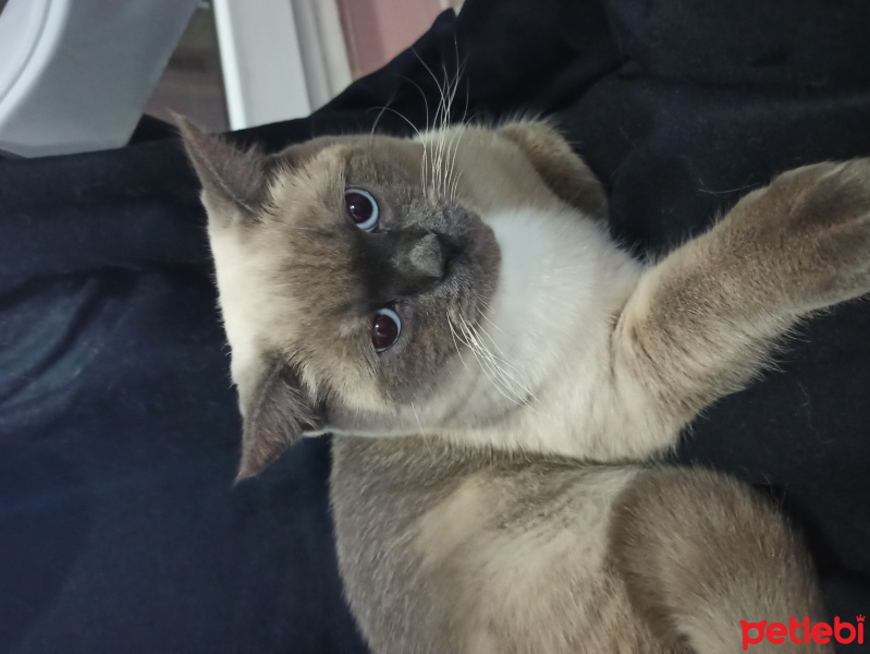 British Shorthair, Kedi  Tony Montana fotoğrafı