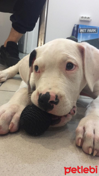 Dogo Arjantin, Köpek  LEO fotoğrafı
