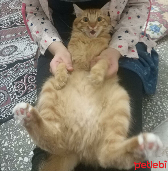 Sarman, Kedi  Pofi fotoğrafı