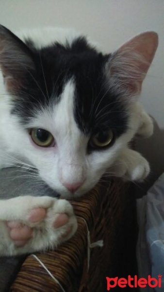 Tekir Kedi, Kedi  Böcek fotoğrafı