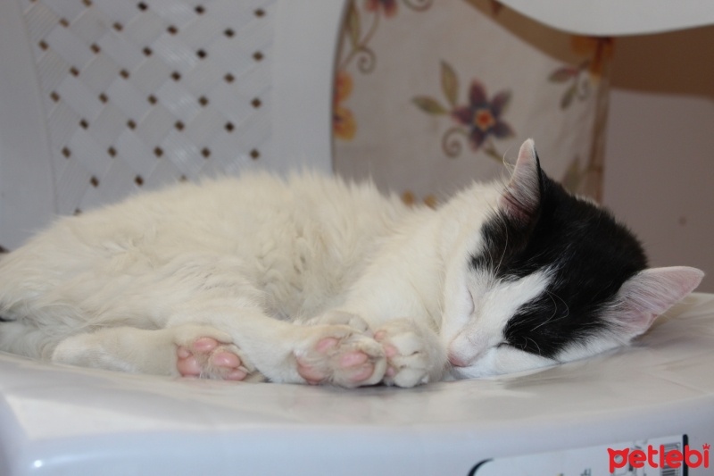 Tekir Kedi, Kedi  Böcek fotoğrafı