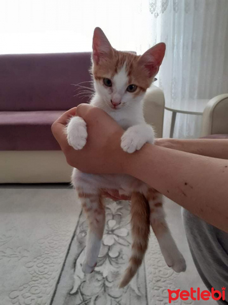 Tekir Kedi, Kedi  Tarçın fotoğrafı