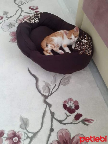 Tekir Kedi, Kedi  Tarçın fotoğrafı