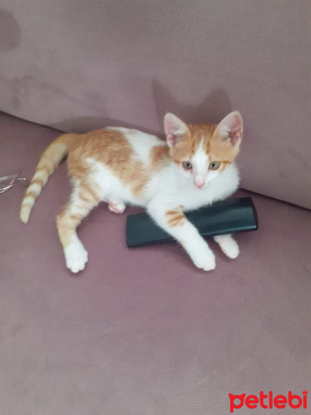 Tekir Kedi, Kedi  Tarçın fotoğrafı