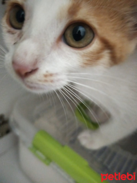 Tekir Kedi, Kedi  Tarçın fotoğrafı