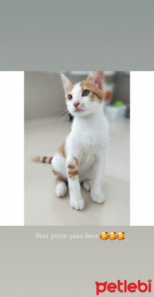 Tekir Kedi, Kedi  Tarçın fotoğrafı