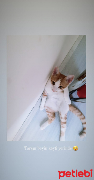 Tekir Kedi, Kedi  Tarçın fotoğrafı