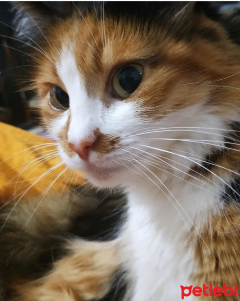 Norwegian Forest, Kedi  Tarçın fotoğrafı