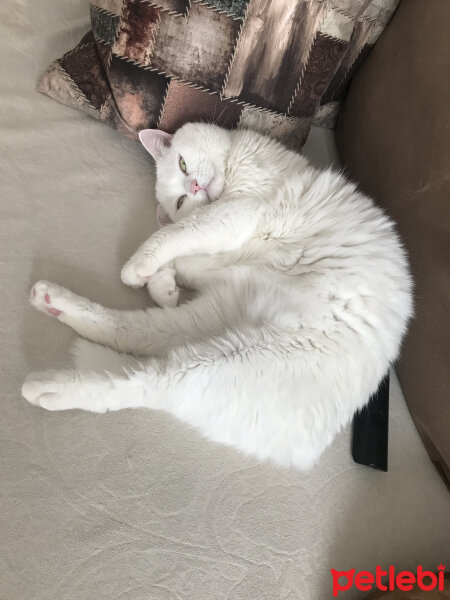 British Shorthair, Kedi  Sahlep fotoğrafı