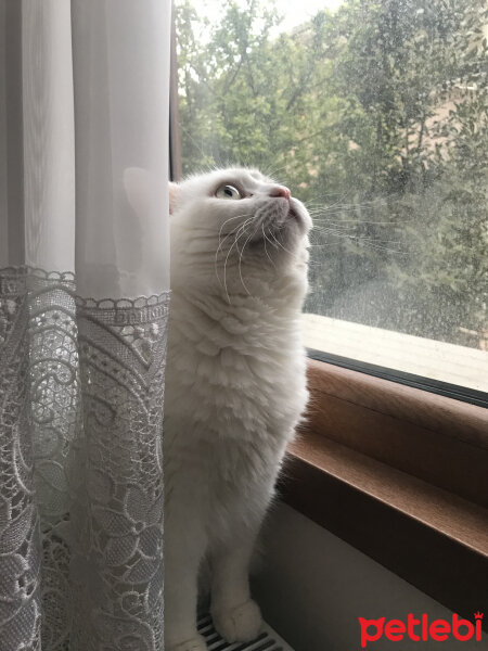 British Shorthair, Kedi  Sahlep fotoğrafı