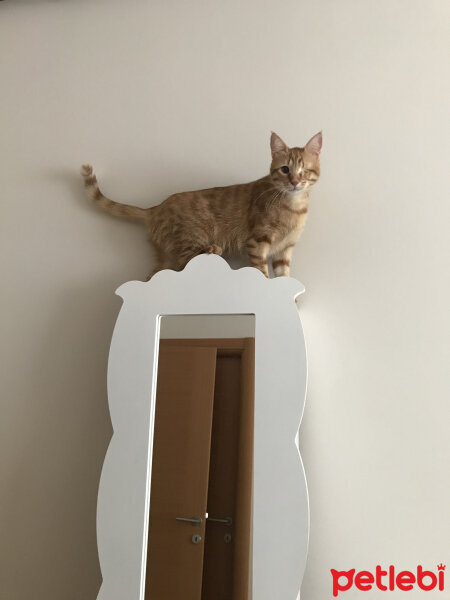 Sarman, Kedi  Grace fotoğrafı