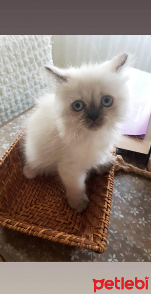 Scottish Fold, Kedi  Taco fotoğrafı