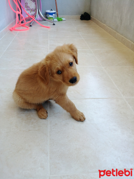 Golden Retriever, Köpek  Leon fotoğrafı