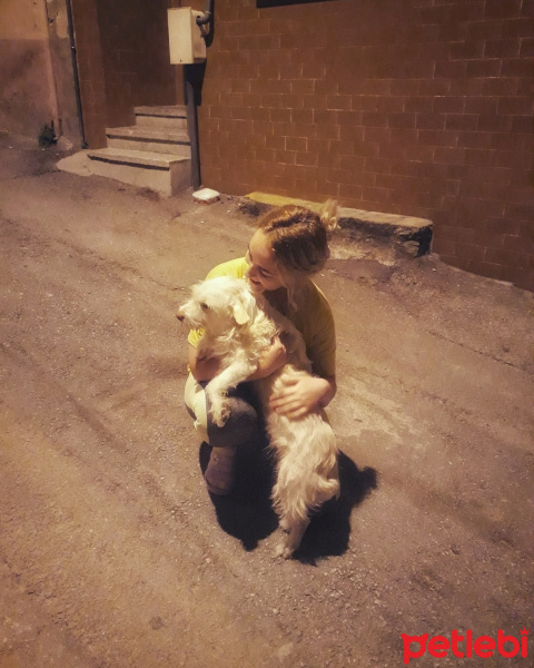 Sokö (Sokak Köpeği), Köpek  Minik fotoğrafı