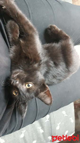 Tekir Kedi, Kedi  Panter fotoğrafı