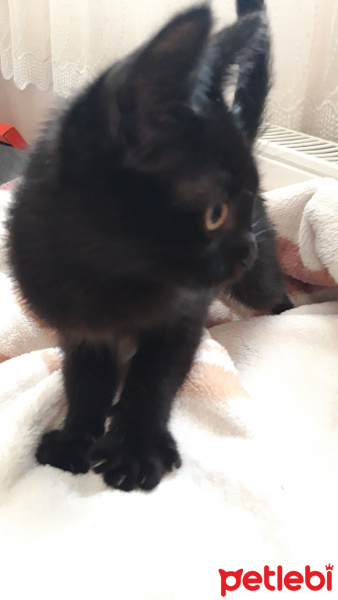 Tekir Kedi, Kedi  Panter fotoğrafı