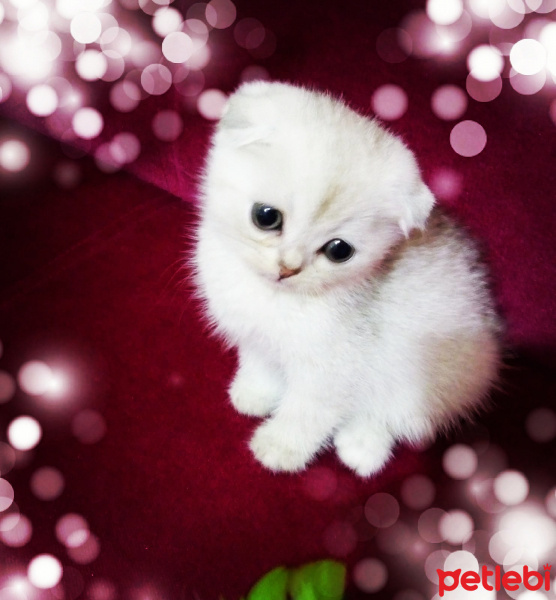 Scottish Fold, Kedi  Maysa fotoğrafı