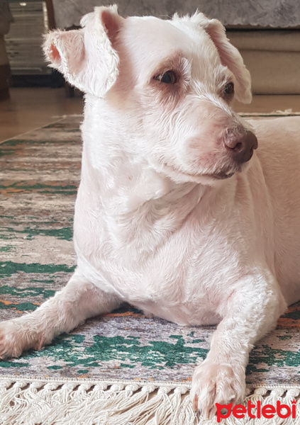 Maltese, Köpek  Bony fotoğrafı