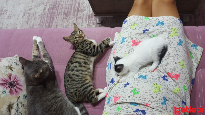 Tekir Kedi, Kedi  Sedef fotoğrafı