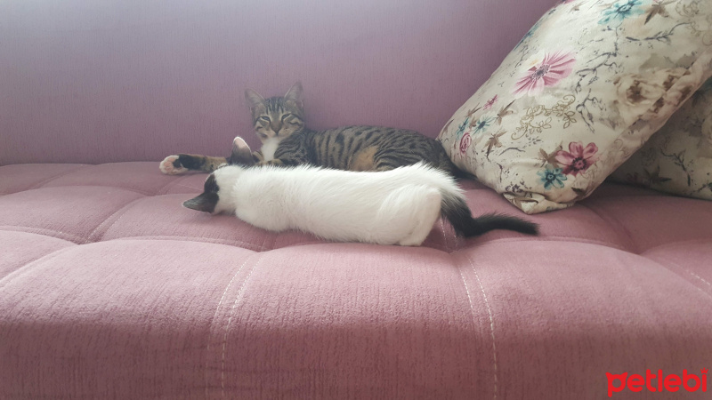 Tekir Kedi, Kedi  Sedef fotoğrafı