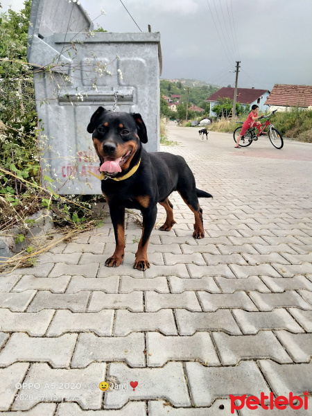 Rottweiler, Köpek  Keş fotoğrafı