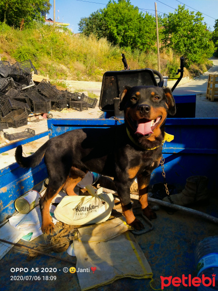 Rottweiler, Köpek  Keş fotoğrafı