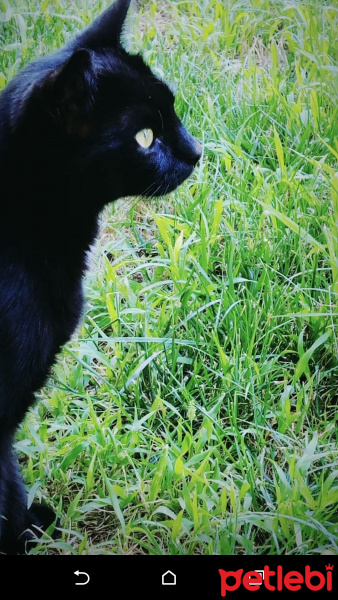Bombay, Kedi  zeytin fotoğrafı