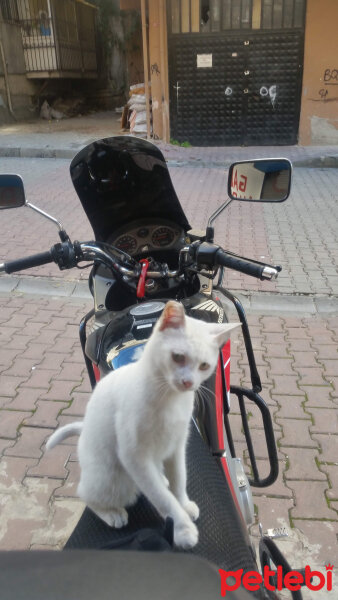 Tekir Kedi, Kedi  Ayran fotoğrafı