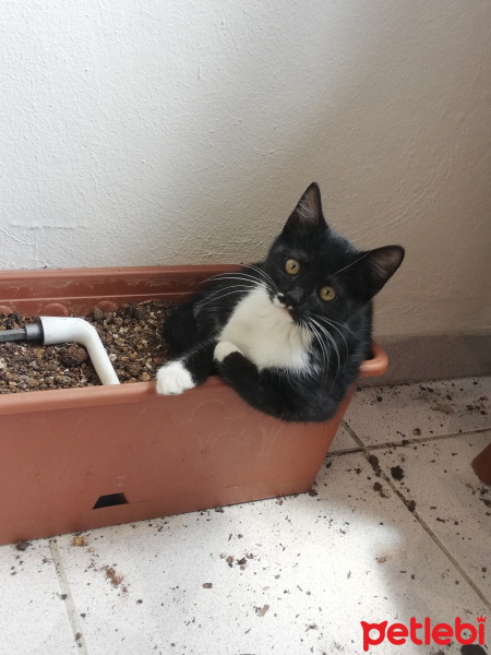 Tekir Kedi, Kedi  Badem fotoğrafı