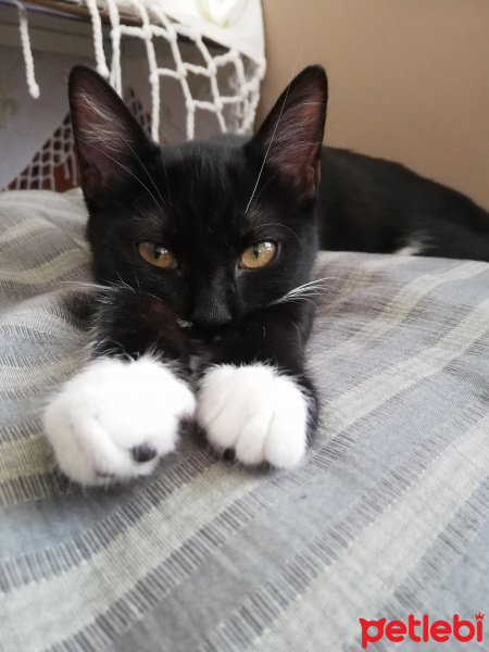 Tekir Kedi, Kedi  Badem fotoğrafı