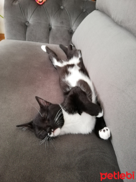 Tekir Kedi, Kedi  Badem fotoğrafı