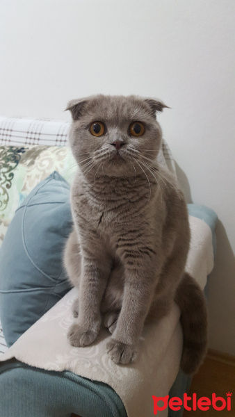 Scottish Fold, Kedi  Pati fotoğrafı