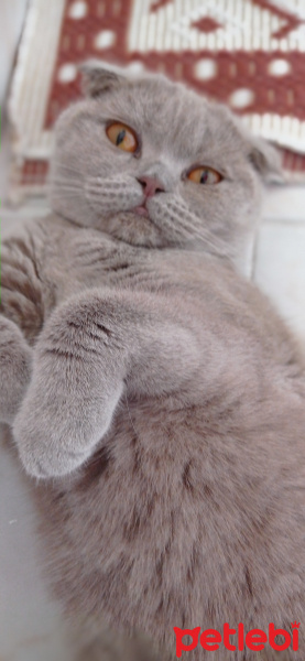 Scottish Fold, Kedi  Pati fotoğrafı