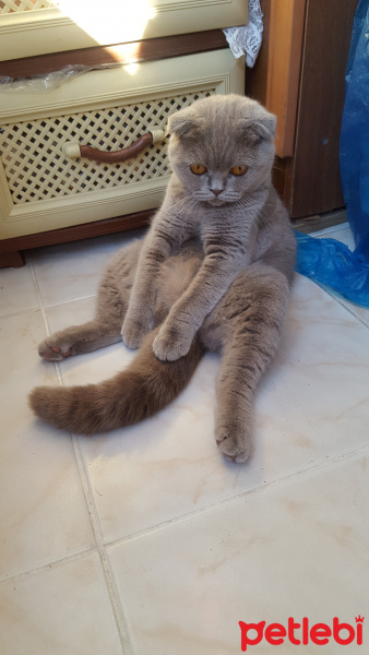 Scottish Fold, Kedi  Pati fotoğrafı