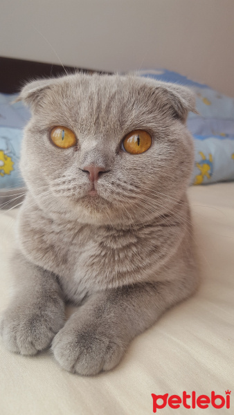 Scottish Fold, Kedi  Pati fotoğrafı