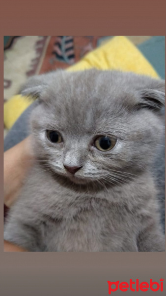 Scottish Fold, Kedi  Pati fotoğrafı