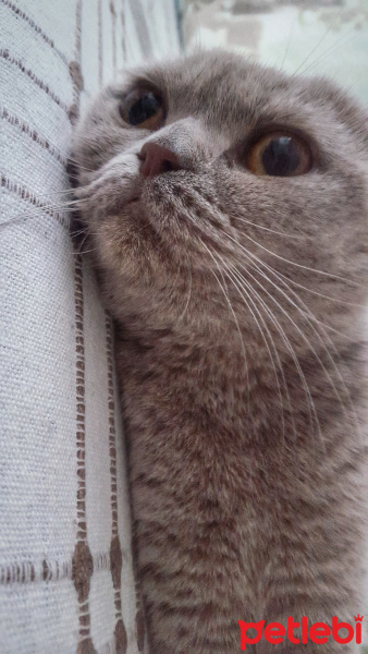 Scottish Fold, Kedi  Pati fotoğrafı