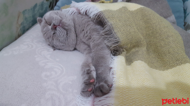 Scottish Fold, Kedi  Pati fotoğrafı