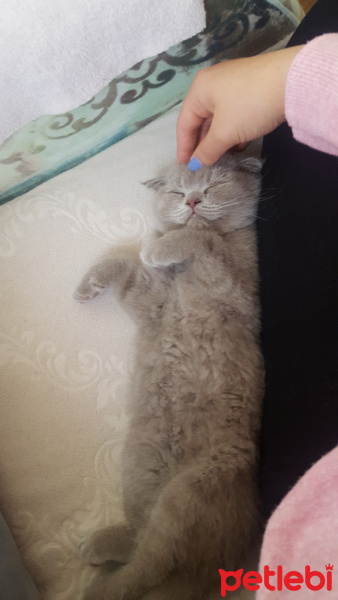 Scottish Fold, Kedi  Pati fotoğrafı