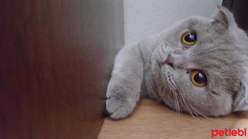 Scottish Fold, Kedi  Pati fotoğrafı